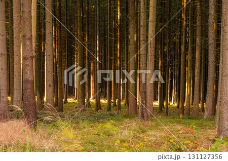 A captivating autumn forest scene with trees showcasing vibrant fall colors, and sunlight streaming through the branches, creating a magical, serene atmosphere 131127356