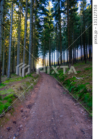 A captivating autumn forest scene with trees showcasing vibrant fall colors, and sunlight streaming through the branches, creating a magical, serene atmosphere A captivating autumn forest scene with trees showcasing vibrant fall colors, and sunlight streaming through the branches, creating a magical, serene atmosphere 131127358