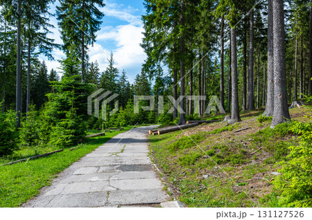 Forest in the Krkonose nature park (national park of Krnap, Czech Republic). Fresh forest with tourist path. 131127526