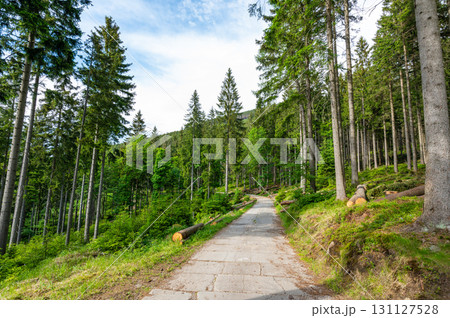 Forest in the Krkonose nature park (national park of Krnap, Czech Republic). Fresh forest with tourist path. Forest in the Krkonose nature park (national park of Krnap, Czech Republic). Fresh forest with tourist path. 131127528