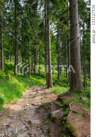 Forest in the Krkonose nature park (national park of Krnap, Czech Republic). Fresh forest with tourist path. Forest in the Krkonose nature park (national park of Krnap, Czech Republic). Fresh forest with tourist path. 131127530