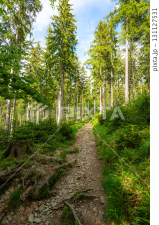 Forest in the Krkonose nature park (national park of Krnap, Czech Republic). Fresh forest with tourist path. 131127531