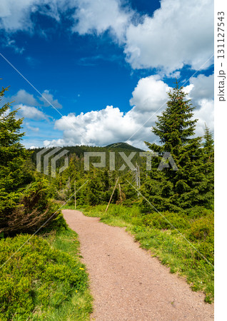 View of hiking trail in Krkonose national park, Czech Republic. Forest near the tourist path on top of hill. Summer weather. 131127543
