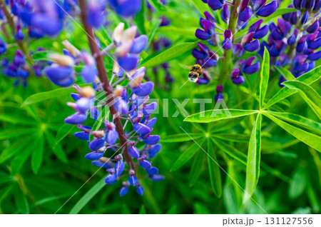 The purple Lupinus plant growing on mountain meadow. Great source of food for bees and bumblebees. 131127556