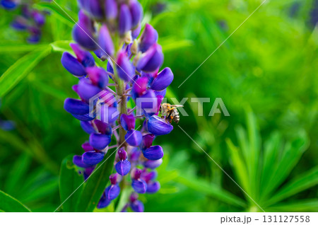 The purple Lupinus plant growing on mountain meadow. Great source of food for bees and bumblebees. 131127558