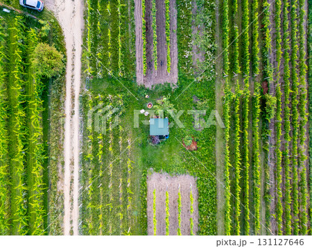 An aerial drone shot captures the neat rows of vineyards from above, highlighting the symmetry and beauty of the lush green grapevines stretching into the distance. 131127646