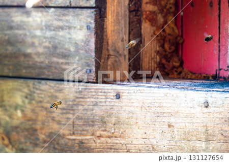 Honey bee is flying in front of bee hive. Detail macro of useful insect. Honey bee is flying in front of bee hive. Detail macro of useful insect. 131127654