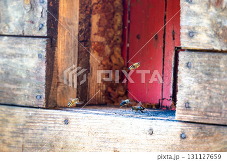 Honey bee is flying in front of bee hive. Detail macro of useful insect. 131127659