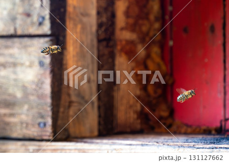 Honey bee is flying in front of bee hive. Detail macro of useful insect. 131127662