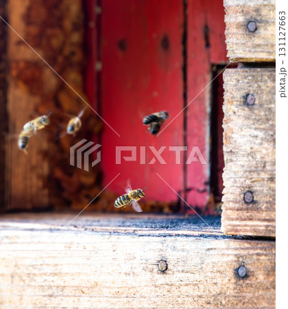 Honey bee is flying in front of bee hive. Detail macro of useful insect. Honey bee is flying in front of bee hive. Detail macro of useful insect. 131127663