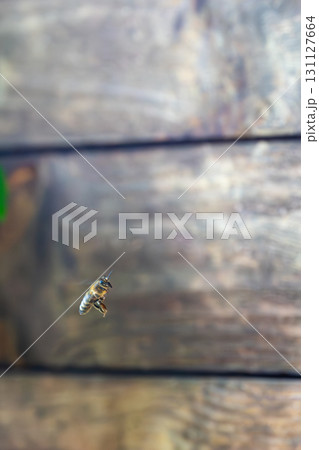 Honey bee is flying in front of bee hive. Detail macro of useful insect. Honey bee is flying in front of bee hive. Detail macro of useful insect. 131127664