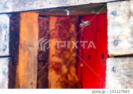 Honey bee is flying in front of bee hive. Detail macro of useful insect. Honey bee is flying in front of bee hive. Detail macro of useful insect. 131127665
