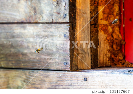 Honey bee is flying in front of bee hive. Detail macro of useful insect. 131127667