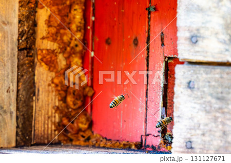 Honey bee is flying in front of bee hive. Detail macro of useful insect. Honey bee is flying in front of bee hive. Detail macro of useful insect. 131127671