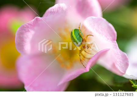 Macrophotography of Cucumber Green Spider (Araniella cucurbitina). Extremely close-up and details. Macrophotography of Cucumber Green Spider (Araniella cucurbitina). Extremely close-up and details. 131127685