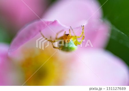 Macrophotography of Cucumber Green Spider (Araniella cucurbitina). Extremely close-up and details. 131127689