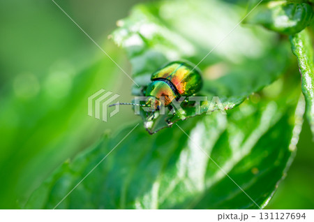 The tansy beetle (Chrysolina graminis) macro photography. Bug is sitting on the leaf. The tansy beetle (Chrysolina graminis) macro photography. Bug is sitting on the leaf. 131127694