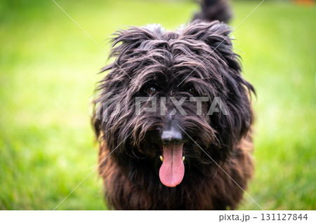 Small happy crossbreed dog is walking on grass in small garden. 131127844