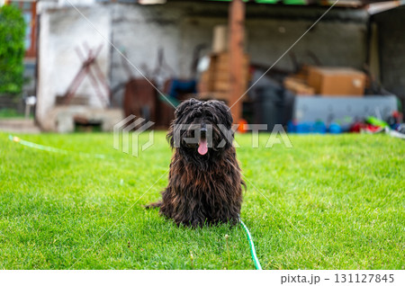 Small happy crossbreed dog is walking on grass in small garden. 131127845