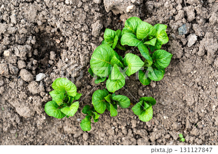 Earthing Up in Spring of Home Grown Organic Potato Plants (Solanum tuberosum) Growing in a Raised Bed on an Allotment in a Vegetable Garden 131127847