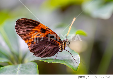 Closeup macro view of tropical butterfly of jungle - Heliconius melpomene rosina, Papilio lowi, Papilio demoleus, Monarch butterfly (danaus plexippus) on the green leaves. 131127898