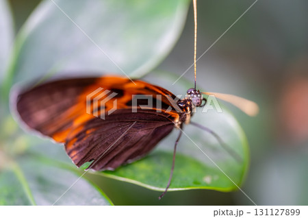 Closeup macro view of tropical butterfly of jungle - Heliconius melpomene rosina, Papilio lowi, Papilio demoleus, Monarch butterfly (danaus plexippus) on the green leaves. Closeup macro view of tropical butterfly of jungle - Heliconius melpomene rosina, Papilio lowi, Papilio demoleus, Monarch butterfly (danaus plexippus) on the green leaves. 131127899