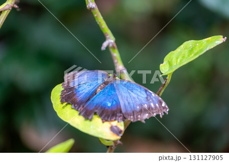 Closeup macro view of tropical butterfly of jungle - Heliconius melpomene rosina, Papilio lowi, Papilio demoleus, Monarch butterfly (danaus plexippus) on the green leaves. 131127905