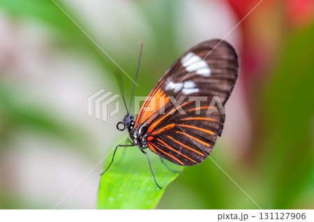 Closeup macro view of tropical butterfly of jungle - Heliconius melpomene rosina, Papilio lowi, Papilio demoleus, Monarch butterfly (danaus plexippus) on the green leaves. 131127906
