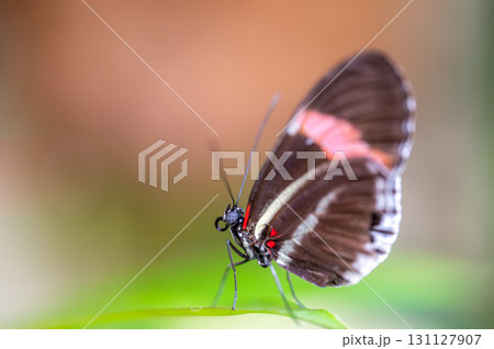 Closeup macro view of tropical butterfly of jungle - Heliconius melpomene rosina, Papilio lowi, Papilio demoleus, Monarch butterfly (danaus plexippus) on the green leaves. Closeup macro view of tropical butterfly of jungle - Heliconius melpomene rosina, Papilio lowi, Papilio demoleus, Monarch butterfly (danaus plexippus) on the green leaves. 131127907