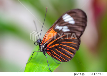 Closeup macro view of tropical butterfly of jungle - Heliconius melpomene rosina, Papilio lowi, Papilio demoleus, Monarch butterfly (danaus plexippus) on the green leaves. Closeup macro view of tropical butterfly of jungle - Heliconius melpomene rosina, Papilio lowi, Papilio demoleus, Monarch butterfly (danaus plexippus) on the green leaves. 131127908