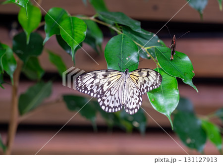 Closeup macro view of tropical butterfly of jungle - Heliconius melpomene rosina, Papilio lowi, Papilio demoleus, Monarch butterfly (danaus plexippus) on the green leaves. 131127913