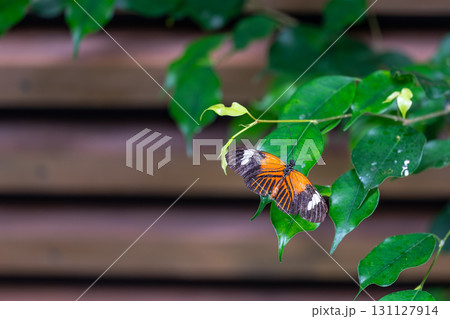 Closeup macro view of tropical butterfly of jungle - Heliconius melpomene rosina, Papilio lowi, Papilio demoleus, Monarch butterfly (danaus plexippus) on the green leaves. 131127914