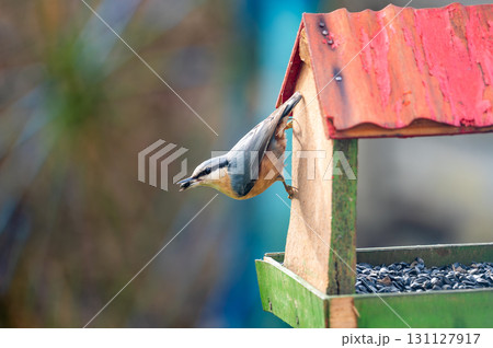 The Eurasian nuthatch or wood nuthatch (Sitta europaea) is a small passerine bird with blue back and orange lower part of body. Bird is sitting on bird feeder with sunflower seeds 131127917