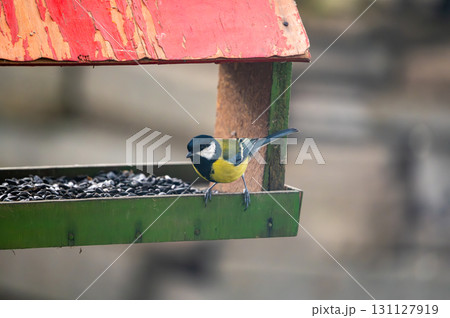 Great tit, Parus major, feeding on sunflower seeds from a man-made birdfeeder. Great tit, Parus major, feeding on sunflower seeds from a man-made birdfeeder. 131127919