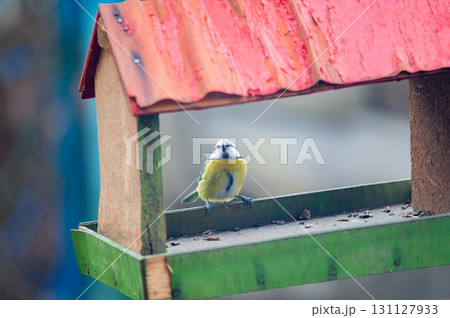 Bird Eurasian blue tit Cyanistes caeruleus in the wild. Songbird 131127933