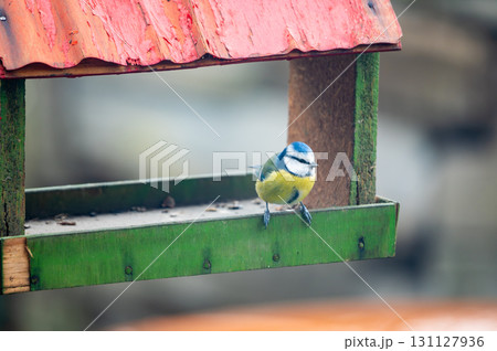 Bird Eurasian blue tit Cyanistes caeruleus in the wild. Songbird Bird Eurasian blue tit Cyanistes caeruleus in the wild. Songbird 131127936