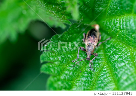 Phyllobius pyri, the Common Leaf Weevil, is a species of broad-nosed weevil belonging to the family Curculionidae subfamily Entiminae. Detail macro view of insect head and eyes. 131127943