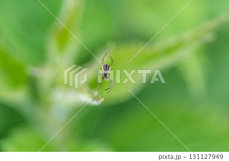 Mangora acalypha is a species of spider in the family Araneidae. spider in macro (Mangora acalypha). Cricket-bat Orb-weaver Spider (Mangora acalypha). 131127949