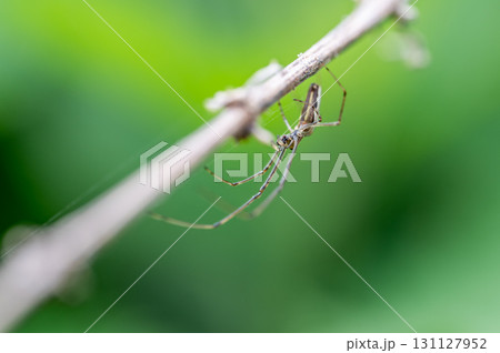 Long Jawed Spider (Tetragnatha Extensa)/Long-Jawed Orb Weaver Spider 131127952