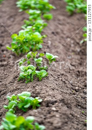 Earthing Up in Spring of Home Grown Organic Potato Plants (Solanum tuberosum) Growing in a Raised Bed on an Allotment in a Vegetable Garden 131127955