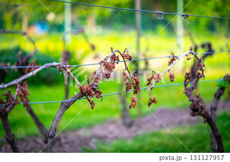 Detail of grapevine plant leaf in vineyard which is destroyed by morning frost on early spring. Detail of grapevine plant leaf in vineyard which is destroyed by morning frost on early spring. 131127957