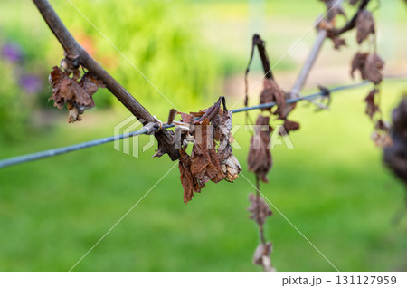 Detail of grapevine plant leaf in vineyard which is destroyed by morning frost on early spring. 131127959