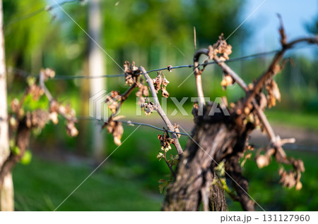 Detail of grapevine plant leaf in vineyard which is destroyed by morning frost on early spring. Detail of grapevine plant leaf in vineyard which is destroyed by morning frost on early spring. 131127960