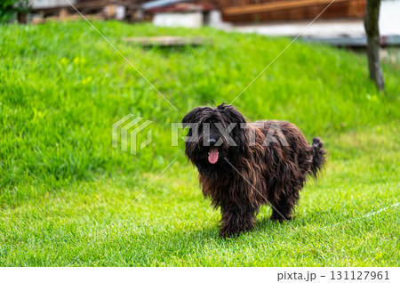Small happy crossbreed dog is walking on grass in small garden. Small happy crossbreed dog is walking on grass in small garden. 131127961