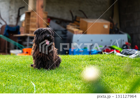 Small happy crossbreed dog is walking on grass in small garden. Small happy crossbreed dog is walking on grass in small garden. 131127964