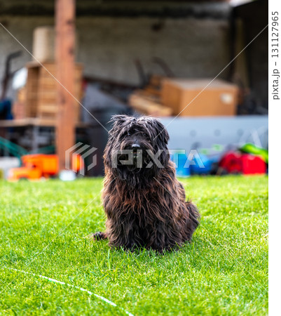 Small happy crossbreed dog is walking on grass in small garden. Small happy crossbreed dog is walking on grass in small garden. 131127965