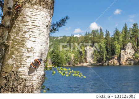 The Piskovna lake in Adrspach-Teplice Rocks area, in Hradec Kralove Region in the Czech Republic, Europe. Two butterflies perch on a birch tree trunk overlooking a tranquil lake and lush green forest. 131128003