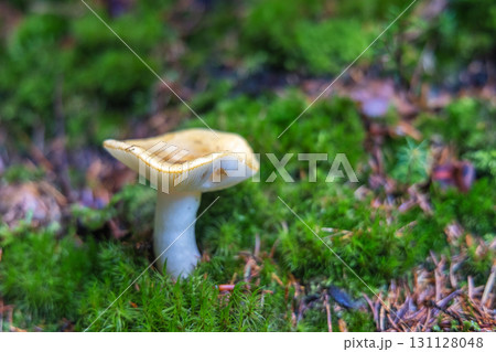Landscape of Adrspach-Teplice Rocks area, in Hradec Kralove Region in the Czech Republic, Europe. Lone mushroom stands tall among the moss in a forest setting, lit naturally. Landscape of Adrspach-Teplice Rocks area, in Hradec Kralove Region in the Czech Republic, Europe. Lone mushroom stands tall among the moss in a forest setting, lit naturally. 131128048