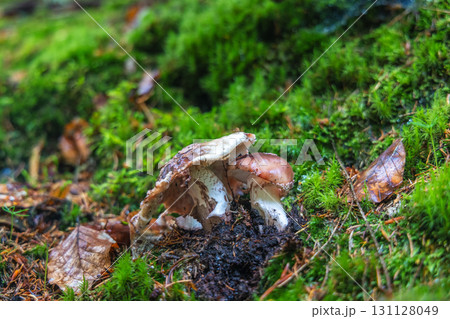 Landscape of Adrspach-Teplice Rocks area, in Hradec Kralove Region in Czech Republic, Europe. Two wild mushrooms grow together amidst vibrant green moss and fallen leaves in a natural forest setting. Landscape of Adrspach-Teplice Rocks area, in Hradec Kralove Region in Czech Republic, Europe. Two wild mushrooms grow together amidst vibrant green moss and fallen leaves in a natural forest setting. 131128049