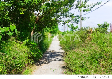 埼玉県越谷市八条用水沿い2025年9月 131128393